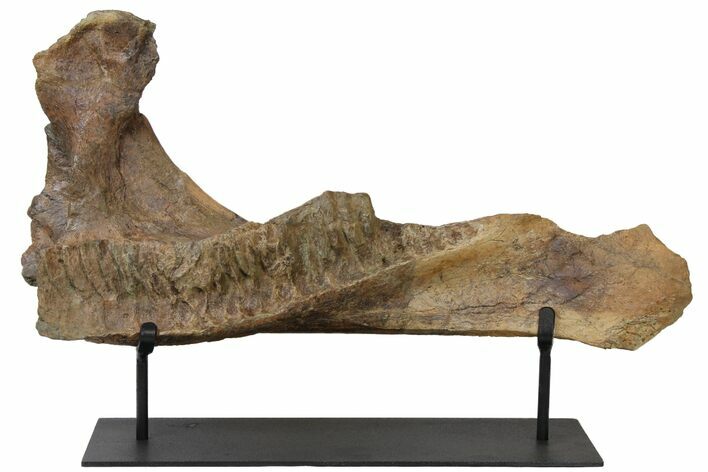 21.4" Triceratops Mandible (Lower Jaw) on Stand - North Dakota